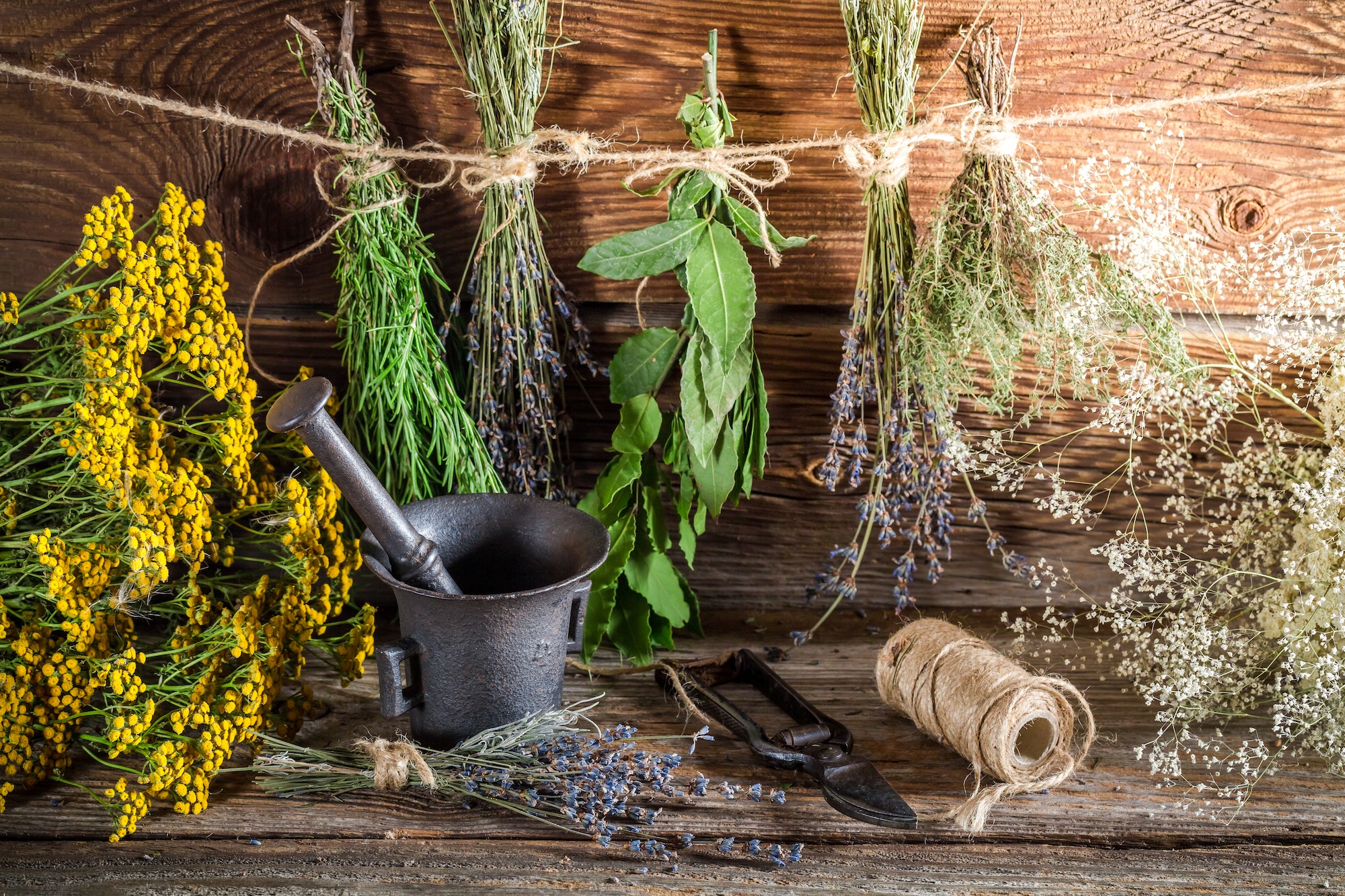 Herbes aromatiques pour réduire le sel en cuisine